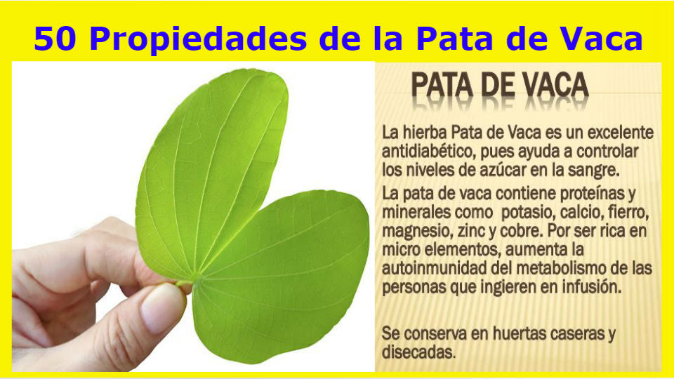 Pata de Vaca 90 Capsules