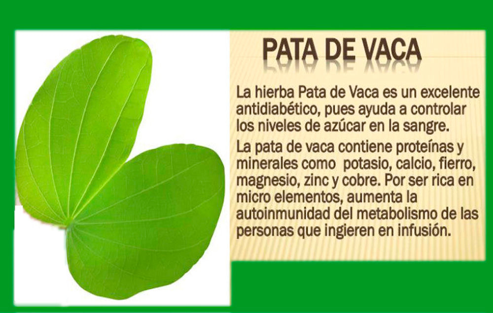 Pata de Vaca Bulk Herbs